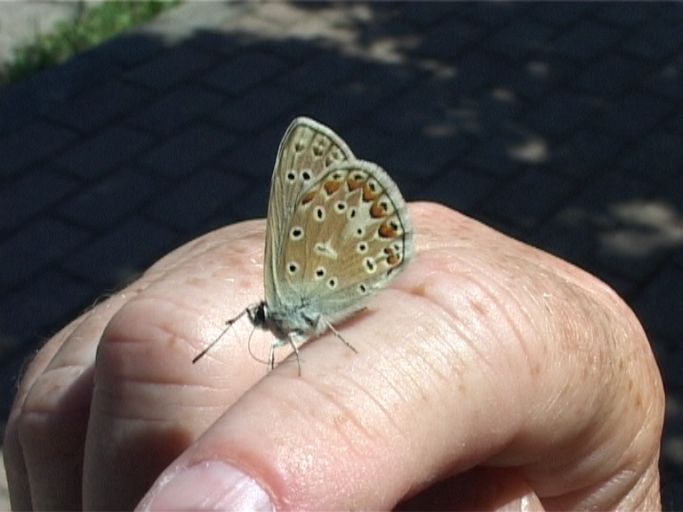 Hauhechelbläuling ( Polyommatus icarus ), Männchen, Flügelunterseite : Kaiserstuhl, NSG Badberg, 18.07.2006 